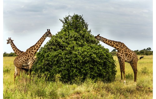 любителей животных, мечтающих увидеть их в природе , а не в зоопарке  приглашаем в приключение мы отправимся на незабываемое сафари в Кении, Большая Миграция, гид Эйнат Кляйн<p>5 495 $</p>